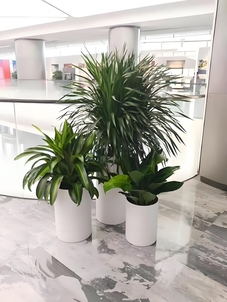 江北植物出租哪家好